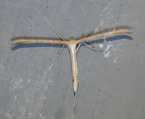 Réf. 250 467 : Emmelina monodactyla